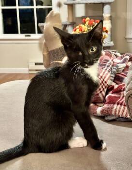 Jax -  Domestic Short Hair Cat for Adoption in Greenwich Township, New Jersey - Jax | PetCurious