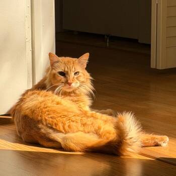 Domestic Medium Hair and Domestic Long Hair Cats Available for Adoption - Sunny | PetCurious
