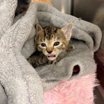 Jean -  Domestic Long Hair Cat for Adoption in Spokane, Washington - Jean | PetCurious