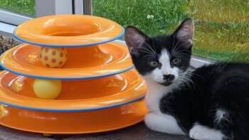 Isaac -  Domestic Short Hair Cat for Adoption in Kenosha, Wisconsin - Isaac | PetCurious