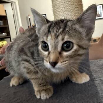 Trixie -  Domestic Short Hair Cat for Adoption in Prosper, Texas - Trixie | PetCurious