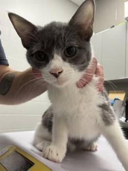 BOB -  Domestic Short Hair Cat for Adoption in Indianapolis, Indiana - BOB | PetCurious