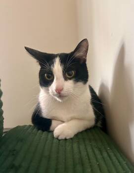Tweety -  Domestic Short Hair Cat Available for Adoption in Nashville, Tennessee - Tweety | PetCurious