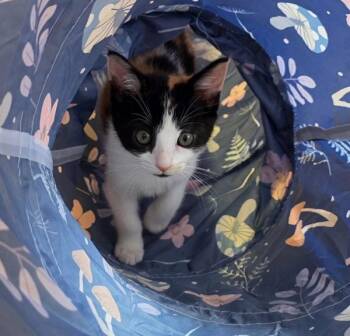 Juliet -  Domestic Short Hair Cat for Adoption in Vallejo, California - Juliet | PetCurious