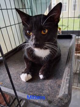 Mittens -  Domestic Short Hair Cat for Adoption in Oviedo, Florida - Mittens | PetCurious
