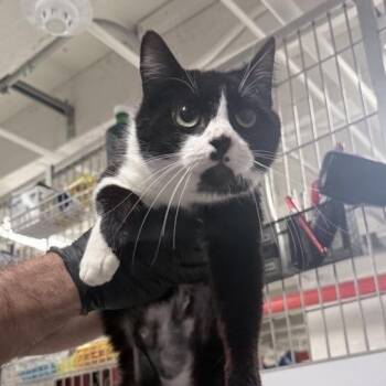 Diva (LisaFrank) -  Domestic Short Hair Cat for Adoption in New Fairfield, Connecticut - Diva (LisaFrank) | PetCurious