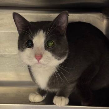 Baby -  Domestic Short Hair Cat for Adoption in Birmingham, Alabama - Baby | PetCurious