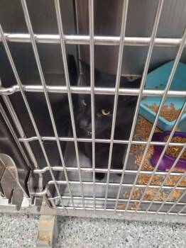 Tatum -  Domestic Short Hair Cat for Adoption in Republic, Missouri - Tatum | PetCurious