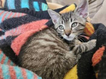 MOGGET* -  Domestic Short Hair Cat Available for Adoption in Santa Cruz, California - MOGGET* | PetCurious