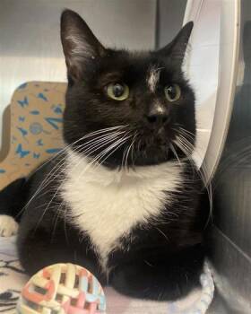 Rescue Domestic Short Hair Cats for Adoption in St. Petersburg, Florida - Brooke | PetCurious
