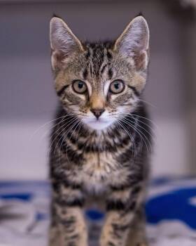 LYNX (0078) -  Domestic Short Hair Cat for Adoption in Bridgeport, Connecticut - LYNX (0078) | PetCurious