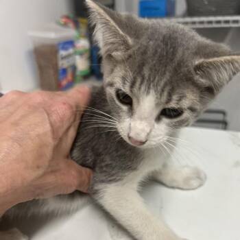 Domestic Long Hair Cats Available for Adoption in St. Louis, Missouri - Snowball King | PetCurious