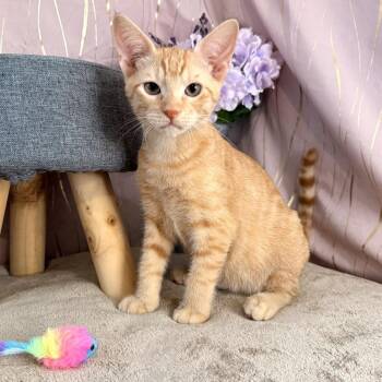 Carney -  Domestic Short Hair Cat for Adoption in Long Beach, Mississippi - Carney | PetCurious