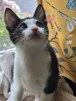 Acme Corporation: Wile E. Coyote -  Domestic Short Hair Cat for Adoption - Acme Corporation: Wile E. Coyote | PetCurious