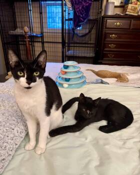 Clementine -  Domestic Short Hair Cat for Adoption in Herndon, Virginia - Clementine | PetCurious