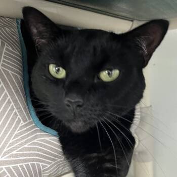 Rescue Domestic Short Hair Cats for Adoption in Sarasota, Florida - Minny | PetCurious