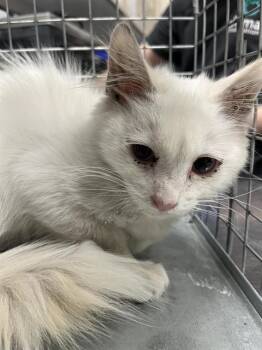 ANYA -  Domestic Medium Hair Cat for Adoption in Las Vegas, Nevada - ANYA | PetCurious