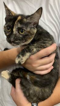 Rescue Domestic Short Hair Cats for Adoption in Randolph, Massachusetts - Magical Monet | PetCurious