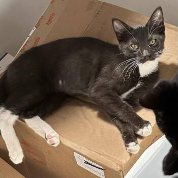 Rescue Domestic Short Hair Cats for Adoption in Warr Acres, Oklahoma - Cornbread | PetCurious