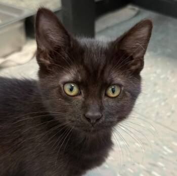 Ducky -  Domestic Short Hair Cat for Adoption in New Philadelphia, Ohio - Ducky | PetCurious