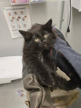 ICY -  Domestic Long Hair Cat for Adoption in Kent, Washington - ICY | PetCurious