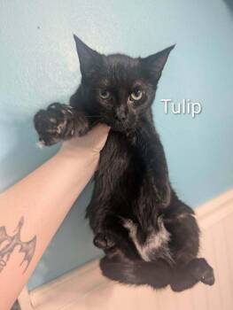 Domestic Short Hair Cats Available for Adoption - Tulip | PetCurious