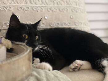 Domestic Short Hair Cats Available for Adoption in Herndon, Virginia - Mittens (polydactyl) | PetCurious