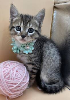 Minnow -  Domestic Short Hair and Tabby Cat Available for Adoption in Mobile, Alabama - Minnow | PetCurious