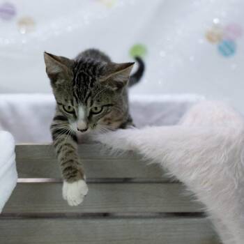 Nimbus-C -  Domestic Short Hair Cat for Adoption in East St. Louis, Illinois - Nimbus-C | PetCurious