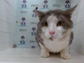 BOO -  Domestic Short Hair Cat for Adoption in Orlando, Florida - BOO | PetCurious