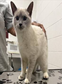 DECIBELLE -  Siamese Cat for Adoption in Derwood, Maryland - DECIBELLE | PetCurious
