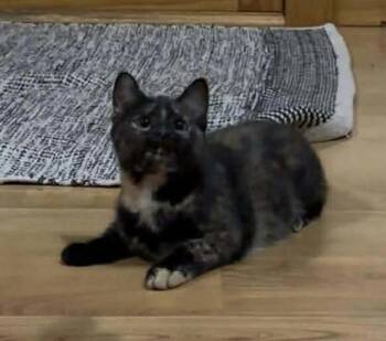 Rescue Domestic Short Hair Cats for Adoption in Belchertown, Massachusetts - Mica | PetCurious