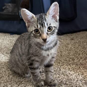 RumChata -  Domestic Short Hair Cat for Adoption in Bulverde, Texas - RumChata | PetCurious