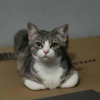 Shortcake -  Domestic Short Hair Cat for Adoption in Houston, Texas - Shortcake | PetCurious