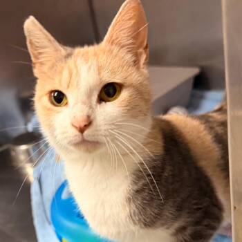 ZELDA -  Domestic Short Hair Cat for Adoption in Corydon, Indiana - ZELDA | PetCurious