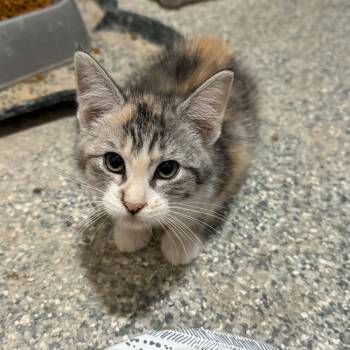 Reyna -  Torbie and Domestic Short Hair Cat for Adoption in Antioch, California - Reyna | PetCurious