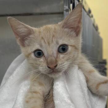 Honey -  Domestic Short Hair Cat for Adoption in West Palm Beach, Florida - Honey | PetCurious