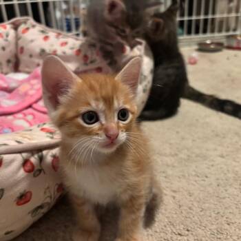 Domestic Short Hair Cats Available for Adoption in Madison, Wisconsin - Lentil | PetCurious