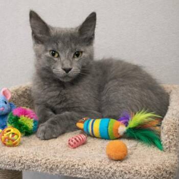 Russian Blue and Domestic Medium Hair Cats Available for Adoption - Zion | PetCurious