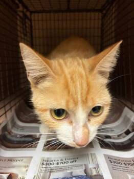 Lucille -  Domestic Short Hair Cat for Adoption in Austin, Texas - Lucille | PetCurious