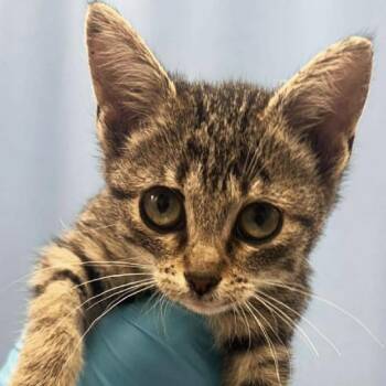 Domestic Short Hair Cats Available for Adoption - Rise And Shine | PetCurious