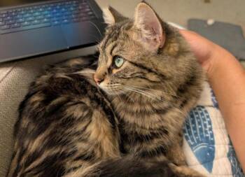 Domestic Medium Hair and Maine Coon Cats Available for Adoption in Sunnyvale, California - Athena | PetCurious