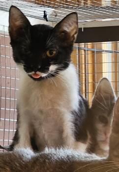 Benny26 -  Domestic Short Hair Cat for Adoption in Milwaukee, Wisconsin - Benny26 | PetCurious