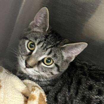 McChicken -  Domestic Short Hair Cat for Adoption in Franklin, North Carolina - McChicken | PetCurious