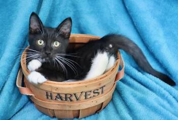 Prometheus -  Tuxedo Cat for Adoption in St. Augustine, Florida - Prometheus | PetCurious