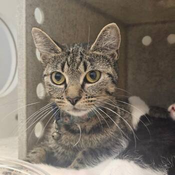 Mommazero -  Domestic Short Hair Cat for Adoption in Philadelphia, Pennsylvania - Mommazero | PetCurious