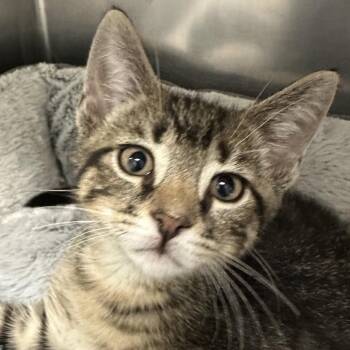 Chahdu -  Domestic Short Hair Cat for Adoption in Middletown, Rhode Island - Chahdu | PetCurious