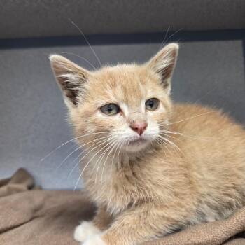 Ghost Pepper -  Domestic Short Hair Cat for Adoption in North Battleford, Saskatchewan - Ghost Pepper | PetCurious