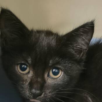 Kitten 2 -  Domestic Short Hair Cat for Adoption in Mansfield, Connecticut - Kitten 2 | PetCurious