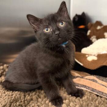 Dracula -  Domestic Short Hair Cat for Adoption in Marshall, Virginia - Dracula | PetCurious